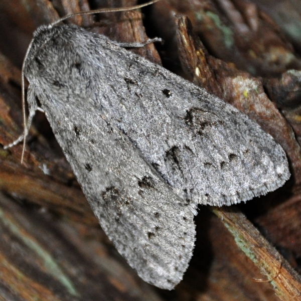 Photo of Acronicta insita by <a href="http://www.coffinpoint.ca/">Paul Westell</a>